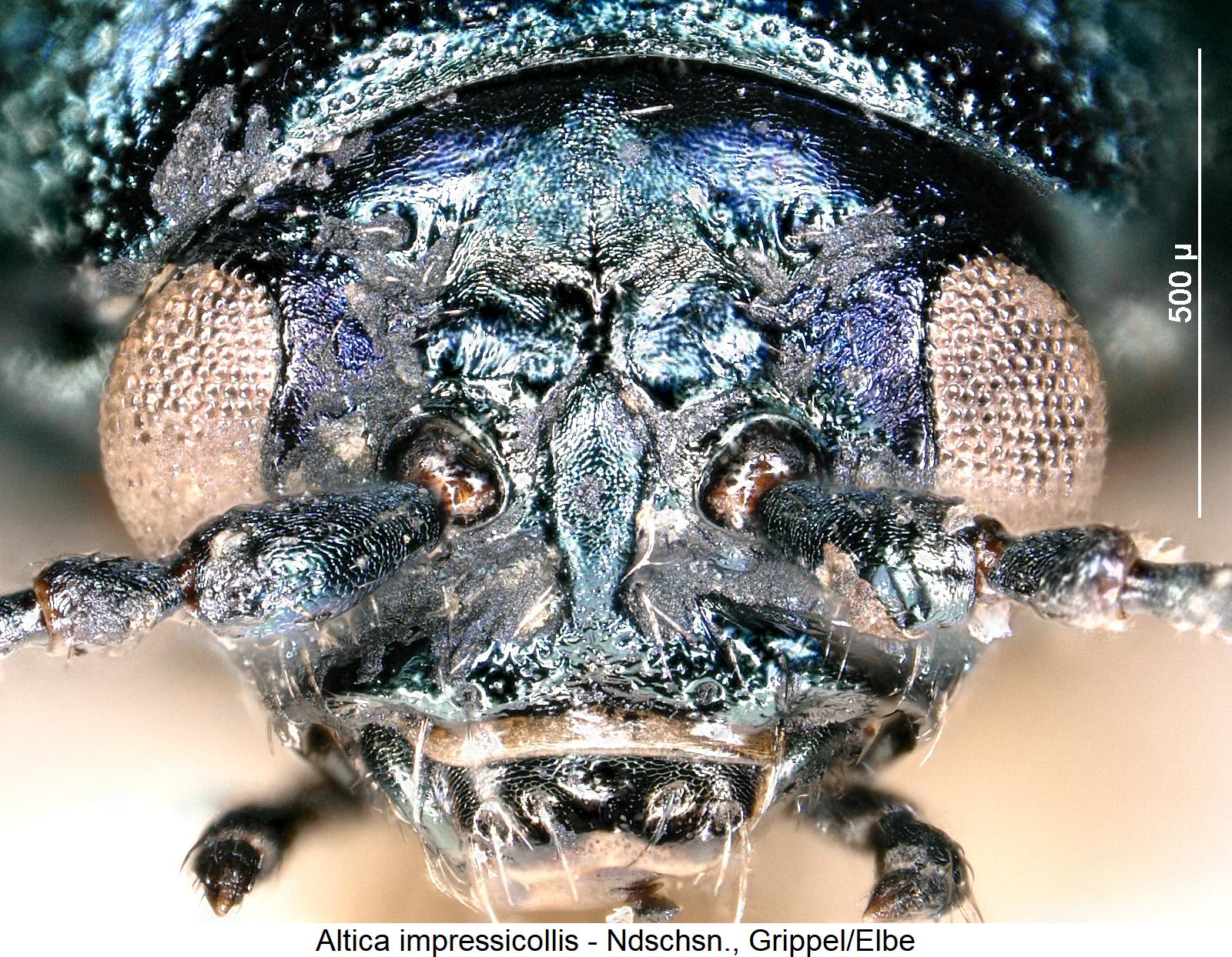 altica_impressicollis_k.jpg
