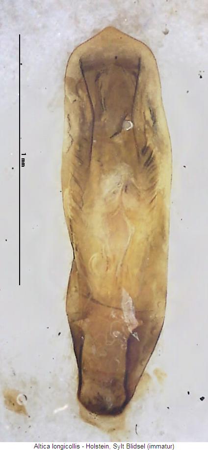 altica_longicollis.jpg
