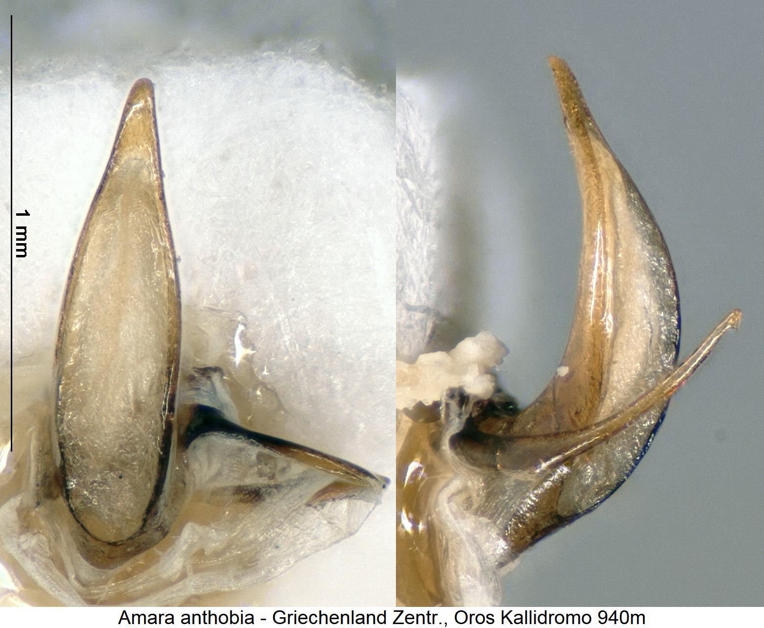 amara_anthobia.jpg
