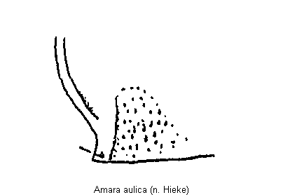 amara_aulica_hsch.gif