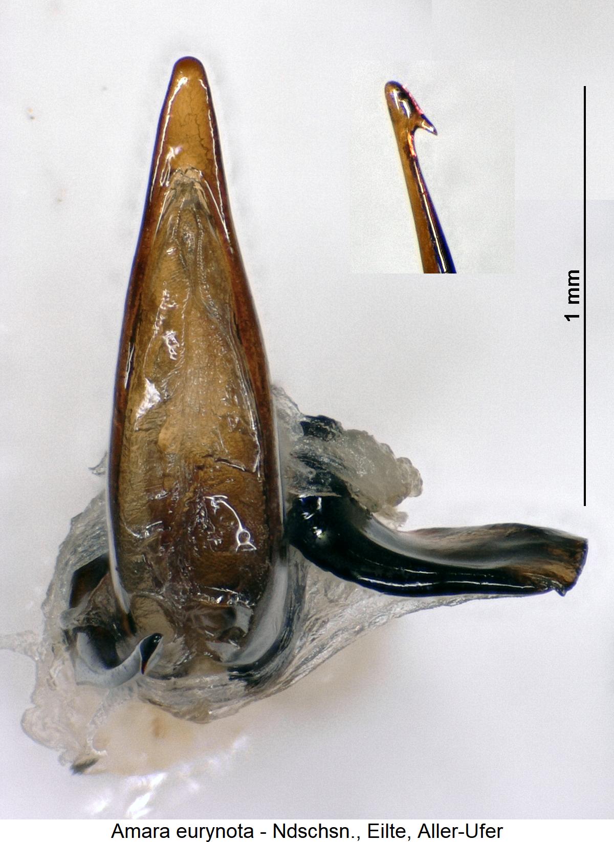 amara_eurynota.jpg