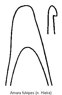 amara_fulvipes1.gif