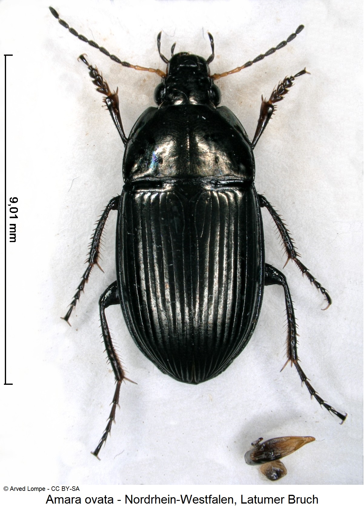 amara_ovata_ck36875920_hab.jpg