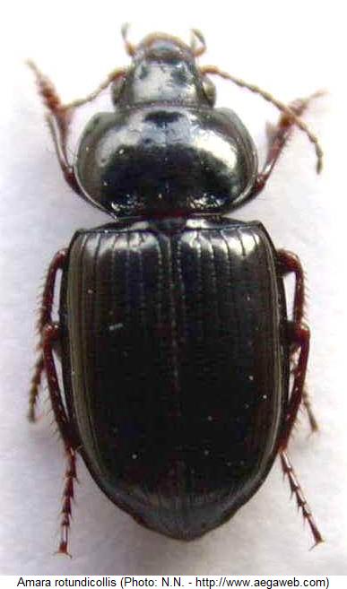 amara_rotundicollis_hab.jpg