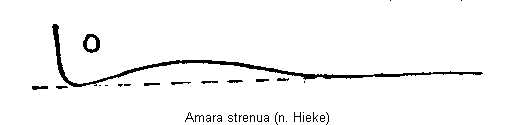 amara_strenua_hhwi.gif