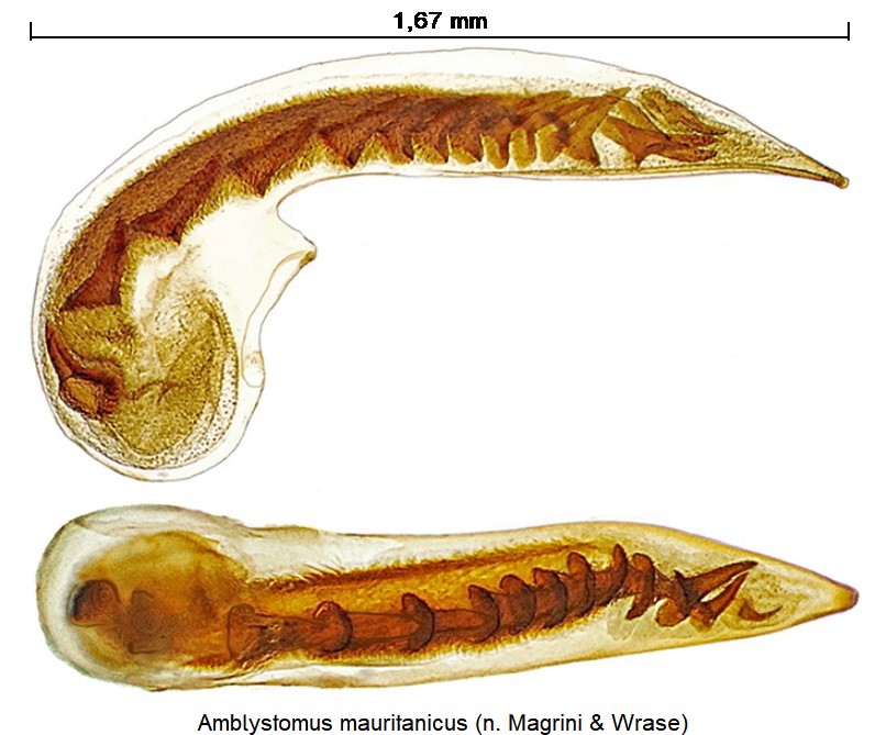 amblystomus_mauritanicus.jpg