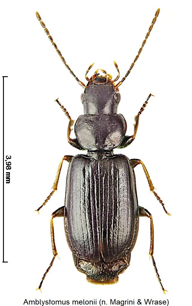 amblystomus_melonii_hab.jpg
