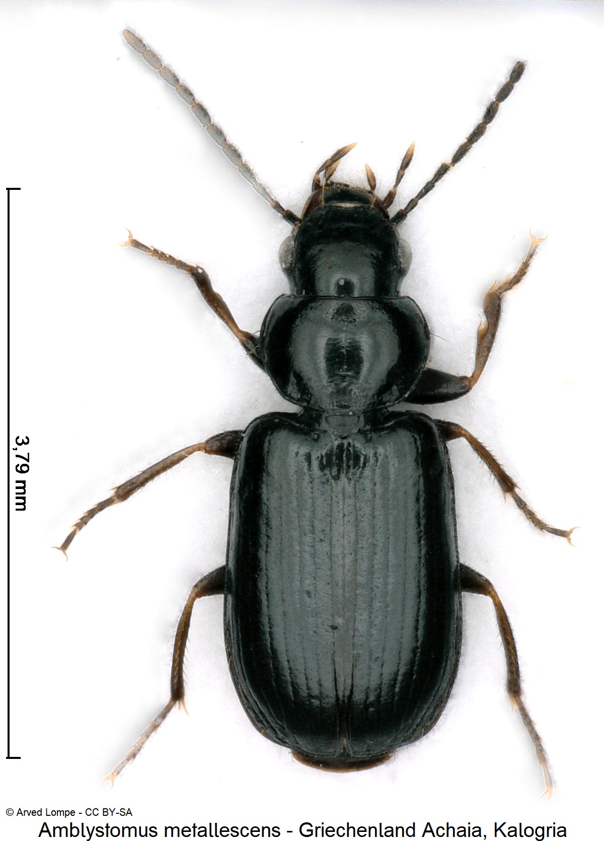 amblystomus_metallescens_ck16997672_hab.jpg