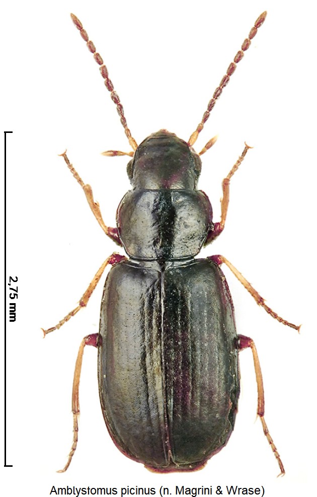 amblystomus_picinus_hab.jpg