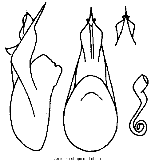 amischa_strupii.gif