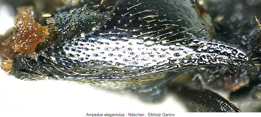 ampedus_elegantulus_hsch.jpg