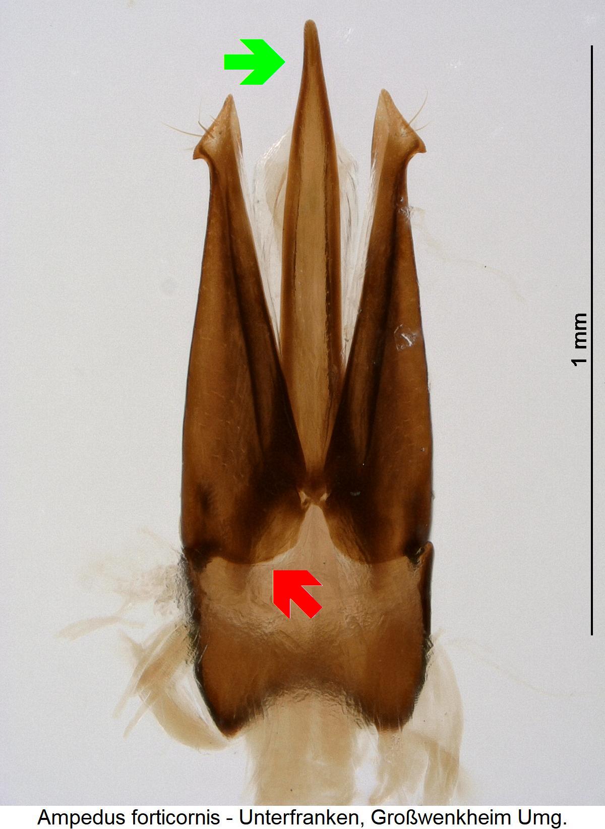 ampedus_forticornis1.jpg