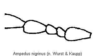 ampedus_nigrinus_f.gif