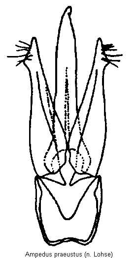 ampedus_praeustus.gif