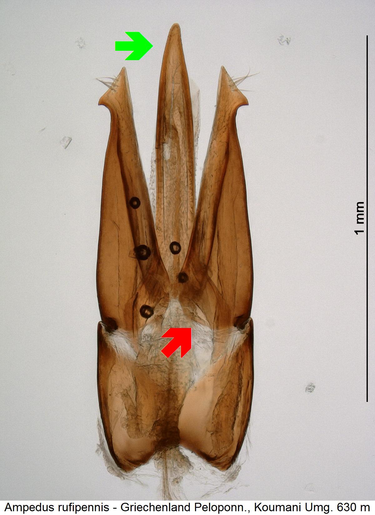 ampedus_rufipennis.jpg