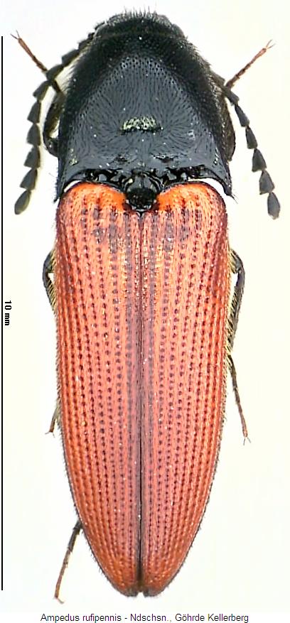 ampedus_rufipennis_hab.jpg