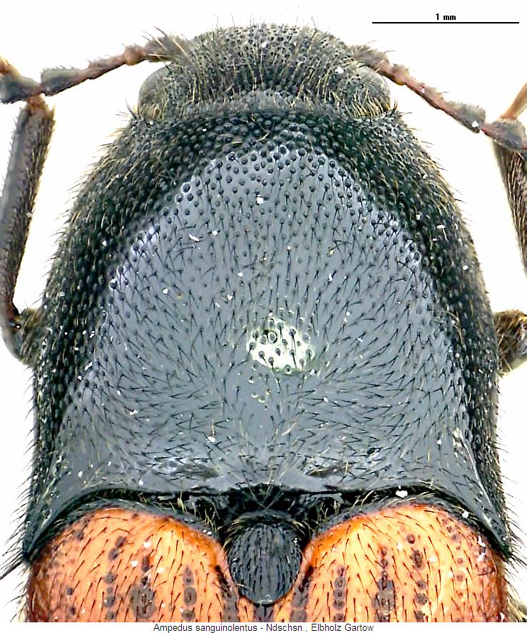 ampedus_sanguinolentus_vk.jpg