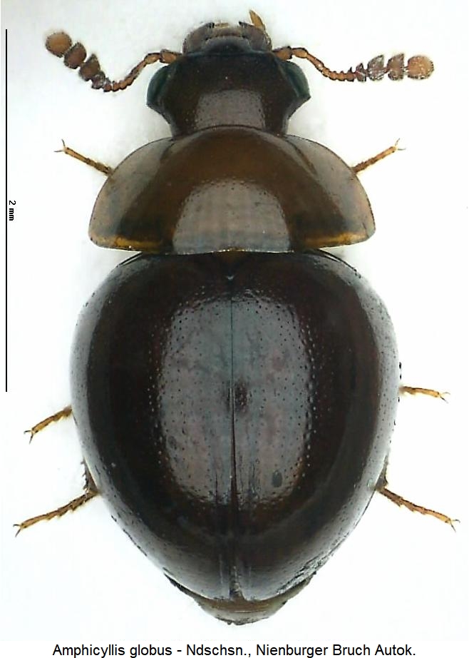 amphicyllis_globus_hab.jpg