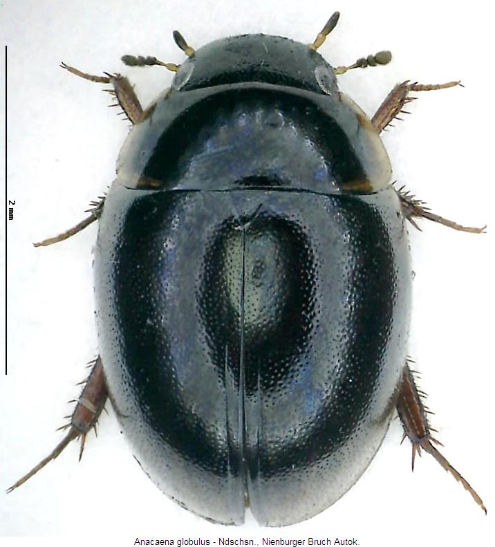 anacaena_globulus_hab.jpg