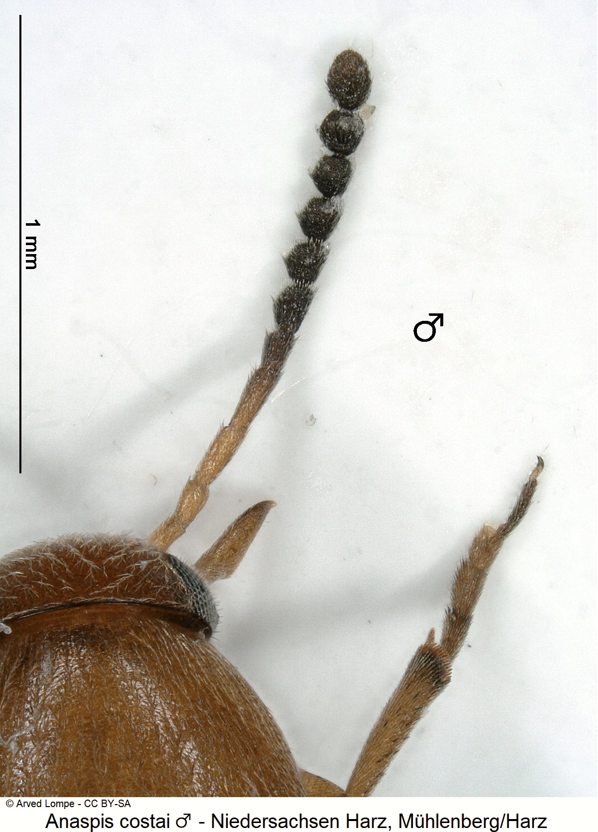 anaspis_costai_m_ck37049399_f.jpg