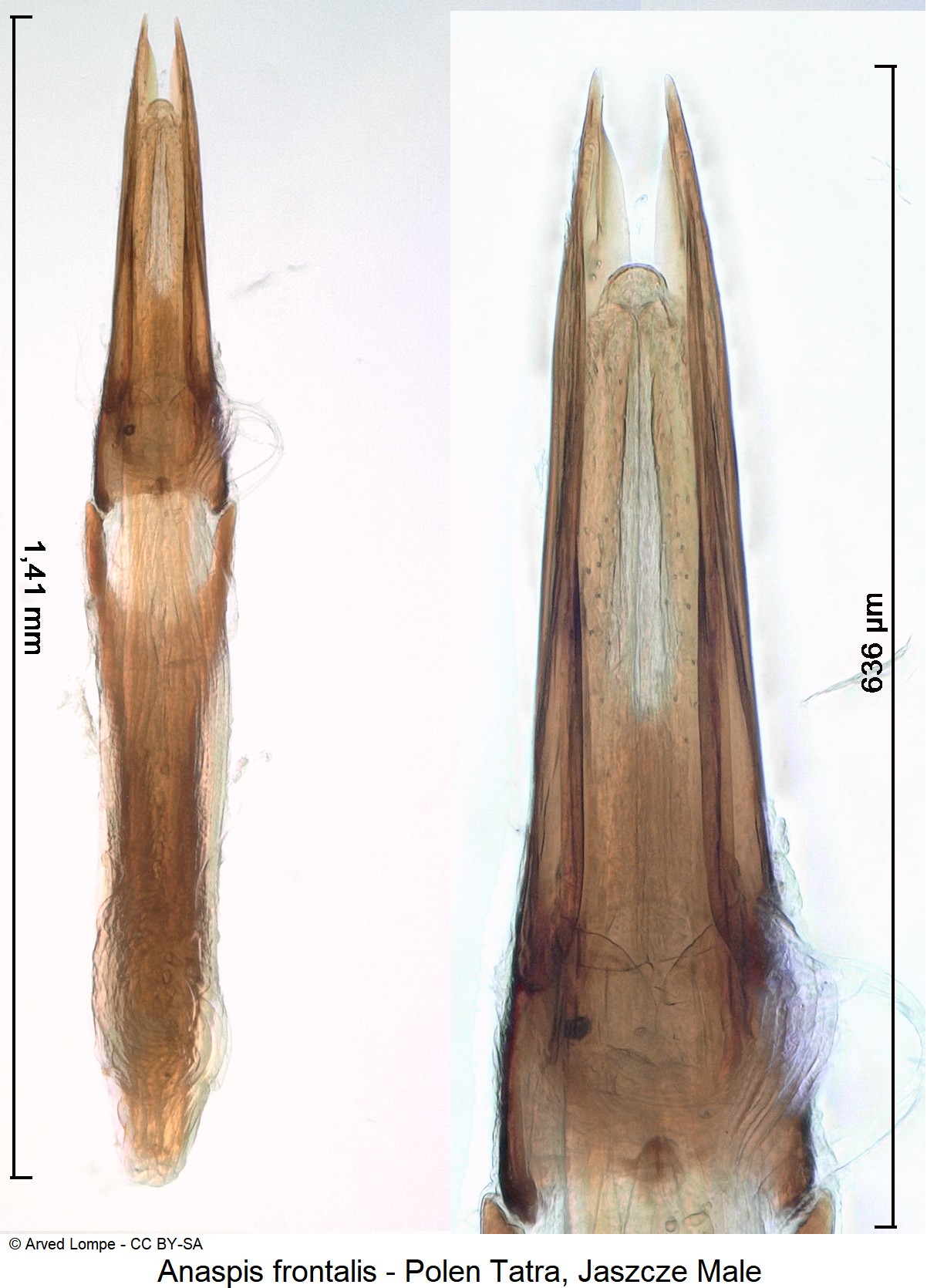 anaspis_frontalis_ck33187581.jpg