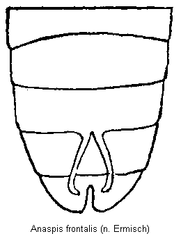 anaspis_frontalis_hlb.gif