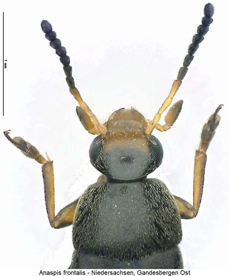 anaspis_frontalis_vk.jpg