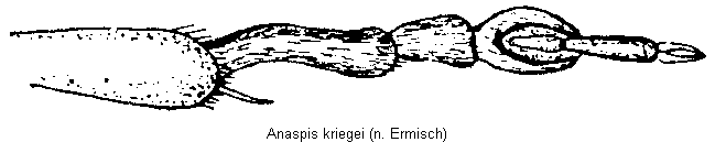 anaspis_kriegei_vb.gif
