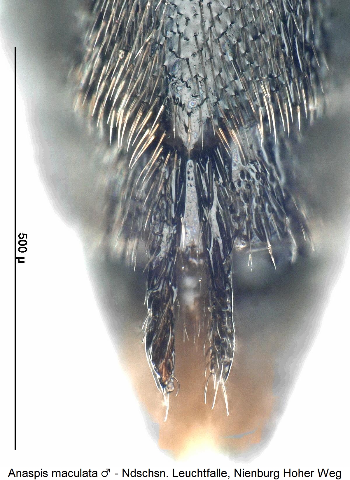 anaspis_maculata_m_ter.jpg
