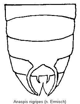 anaspis_nigripes_hlb.gif