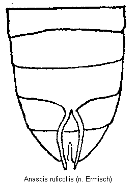 anaspis_ruficollis_hlb.gif