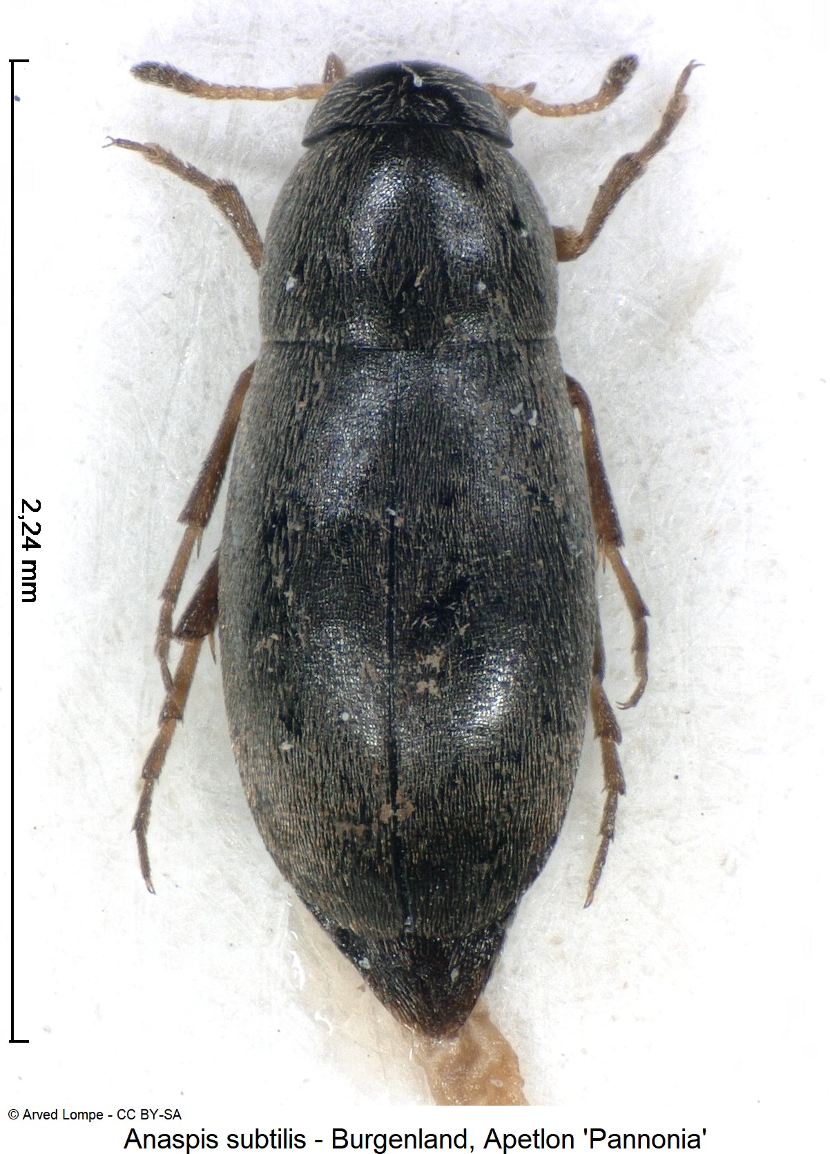 anaspis_subtilis_ck9952_hab.jpg