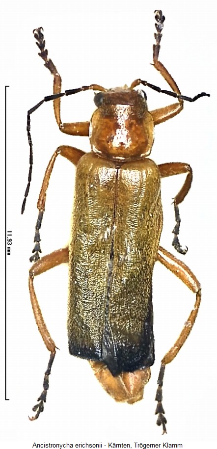 ancistronycha_erichsonii_hab.jpg