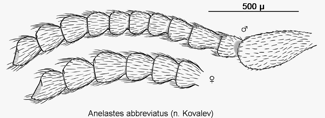 anelastes_abbreviatus_f.gif