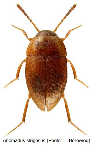 anemadus_strigosus_hab.jpg