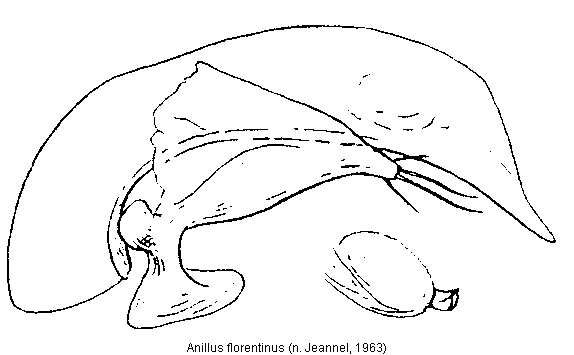 anillus_florentinus.gif