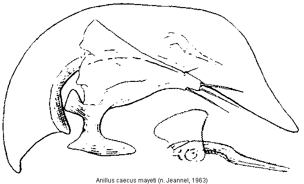 anillus_mayeti.gif