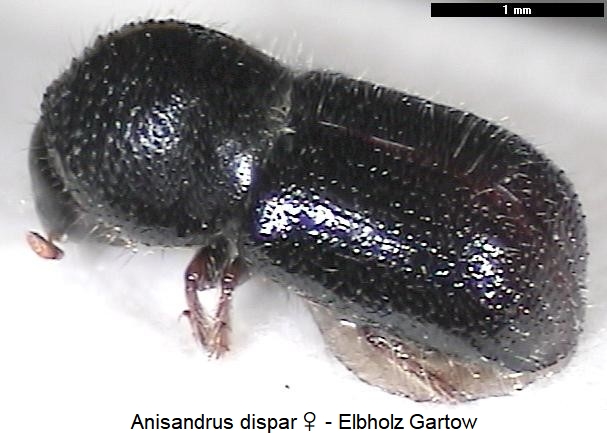 anisandrus_dispar_hab.jpg
