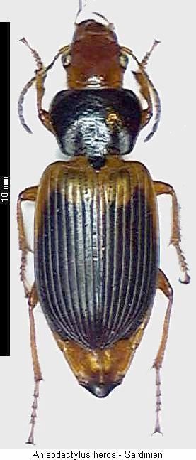 anisodactylus_heros_hab.jpg