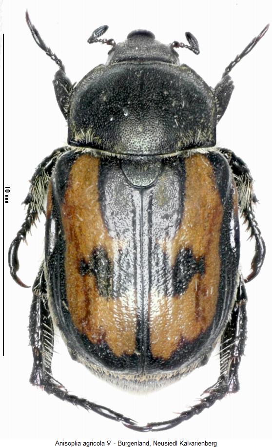 anisoplia_agricola_hab.jpg