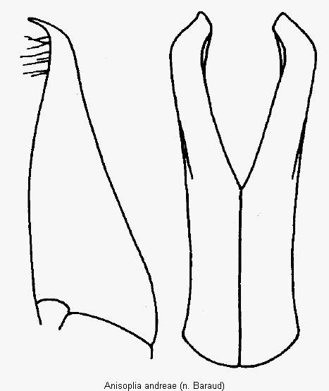 anisoplia_andreae_pm.gif