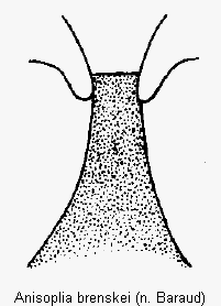anisoplia_brenskei.gif