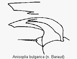 anisoplia_bulgarica_vtr.gif
