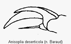 anisoplia_deserticola_vtr.gif