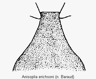 anisoplia_erichsoni.gif