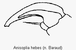 anisoplia_hebes_vtr.gif