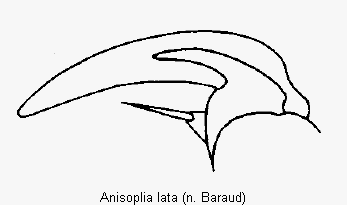 anisoplia_lata_vtr.gif
