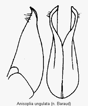 anisoplia_ungulata_pm.gif