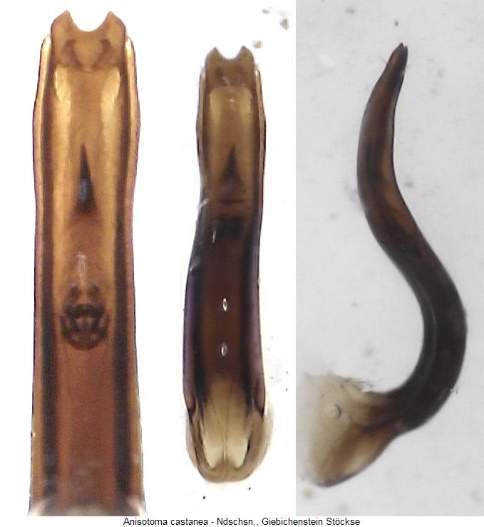 anisotoma_castanea.jpg