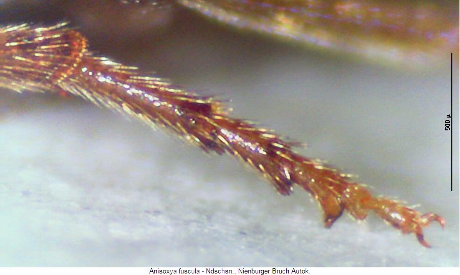 anisoxya_fuscula_mb.jpg